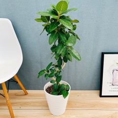 現品］81番 フィカス ベンガレンシス 曲がり 8号 観葉植物 室内 大型