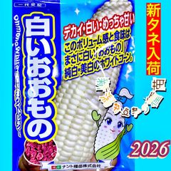 白いおおもの　スイートコーン　トウモロコシ　野菜　家庭菜園　とうもろこしの種