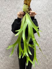 \ウィリンキー祭り/ ▽P.willinckii Wild East Java▽ 36 ウィリンキーワイルド イーストジャワ【PLANET】ビカクシダ