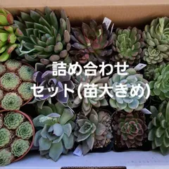 多肉植物『詰め合わせ』セット
