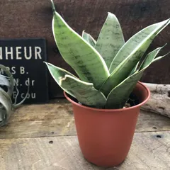 2026年最新】サンセベリア 希少の人気アイテム - メルカリ