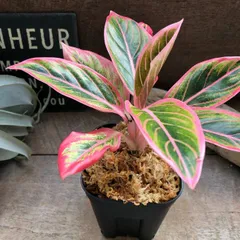 2026年最新】アグラオネマ ピンクの人気アイテム - メルカリ