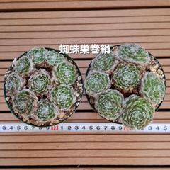 多肉植物『オールスター』10苗セット - メルカリ