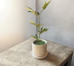 光触媒 人工観葉植物 マリファナ 草 大麻 CBD 123 - メルカリ