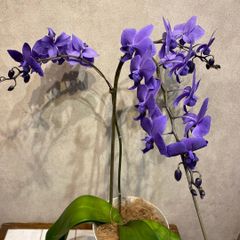⑨正規品 胡蝶蘭 コチョウラン ファレノプシス ブルージーン パープル