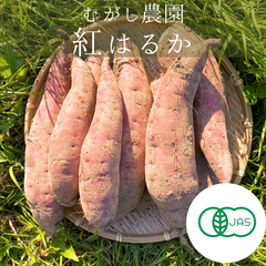 有機JAS認証 さつまいも 追熟完了 紅はるか 青森県 5キロ ご家庭用 サイズ混合 5kg