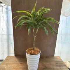 ドラセナ・ワーネッキー・レモンライム 陶器鉢 Dracaena dermensis  “Warneckii” cv.Lemon Lime 現品 観葉植物 観葉 植物 珍しい レア 希少 インテリア プレゼント おしゃれ かわいい グリーン 斑入り 斑