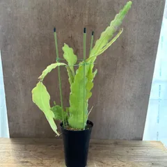 エピフィラム ビーバーテール プラ鉢 現品 Epiphyllum Beavertail クリソカーディウム  エピフィルム  クジャクサボテン  観葉植物 観葉 植物 珍奇植物 珍奇 珍しい 多肉植物 多肉 カクタス サボテン グリーン