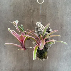 ネオレゲリア　ファイヤーボール⑥  コルク付 現品  Neoregelia 