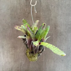 ネオレゲリア　ハイブリッド　コルク付　大きめ　②　現品　Neoregelia hybrid 交配種 交配 観葉植物 観葉 植物 珍奇植物 珍奇 珍しい レア 希少 タンクブロメリア ブロメリア アナナス ハンギング 吊るす  インテリア おしゃれ