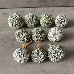 2026年最新】スーパー兜の人気アイテム - メルカリ