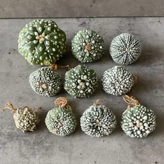 2026年最新】兜丸の人気アイテム - メルカリ