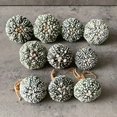 2026年最新】スーパー兜の人気アイテム - メルカリ