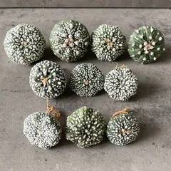 2026年最新】スーパー兜の人気アイテム - メルカリ