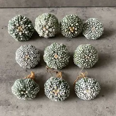 2026年最新】アストロフィツム スーパー兜の人気アイテム - メルカリ