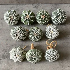 2026年最新】スーパー兜の人気アイテム - メルカリ