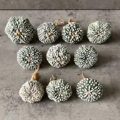 2026年最新】アストロフィツム スーパー兜の人気アイテム - メルカリ