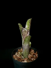 Billbergia 'Kolan Marble Shark'｜特選子株・強マーブル個体 - メルカリ
