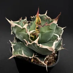 大株　格安出品　タイ産　ノーネーム　オテロイ 2026年最新】オテロイ 大株の人気アイテム - メルカリ