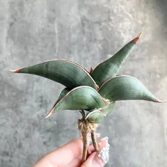 2026年最新】サンスベリア サンセベリア ロリダの人気アイテム - メルカリ