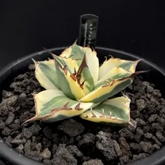 2026年最新】スナグルトゥースの人気アイテム - メルカリ