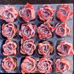 大人気セット  アフターグロー MZ18×16株 土付き 詰め合わせ 韓国苗 多肉植物 エケベリア サボテン