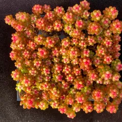 初心者向け！レッドベリー錦（薬剤斑入り）　16苗セット　土と根付き 第四種郵便で発送　多肉植物　韓国苗　エケベリア　P17