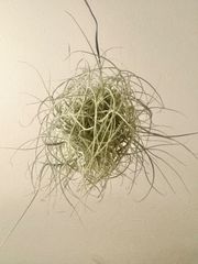 チランジア・マレモンティ　クランプボール 　Tillandsia mallemontii No16