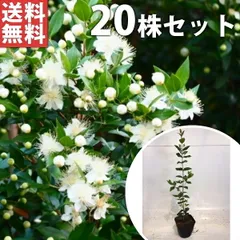 2024年最新】植木、庭木の人気アイテム - メルカリ