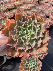 2026年最新】ブルーフォックス 多肉の人気アイテム - メルカリ