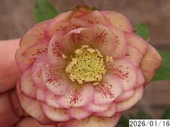 クリスマスローズ　micco miccoさん専用 】クリスマスローズ 2株 - メルカリ