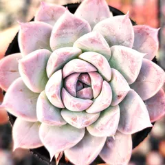 ぼのぼのさん コロラータタパルパ×臼田リンゼアナ メルカリ便 札付き・抜き苗 ぼのぼのさん コロラータタパルパ×臼田リンゼアナ メルカリ便 札付き