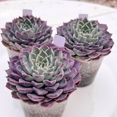 多肉植物 チェリーブロッサム チャンフィ苗 韓国苗 - メルカリ