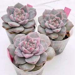 2026年最新】パイナップル苗の人気アイテム - メルカリ