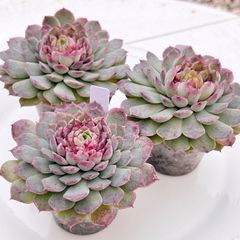 多肉植物 チェリーブロッサム チャンフィ苗 韓国苗 - メルカリ