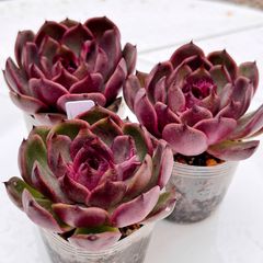 多肉植物 チェリーブロッサム チャンフィ苗 韓国苗 - メルカリ