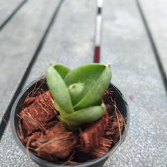 サンスベリア タムタミ Sansevieria　tamtami アンヤマニーガーデン