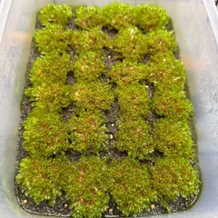 【限定出品】P.willinckii OMG 前葉体 タッパーまるごと