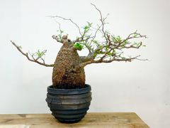 ブルーダイヤモンド BB【ピンク斑入り】【ボール型】 - メルカリ