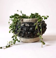 植木鉢 W8cm 検（ 塊根植物 グラキリス パキプス アガベ) - メルカリ