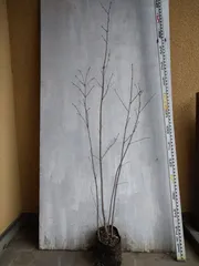 2026年最新】アオダモの人気アイテム - メルカリ