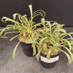 L078【自社養生株】オトンナ　レトロルサ　2株セット（実生・発根株・鉢植え）【塊根植物】