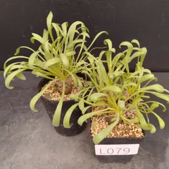 L079【自社養生株】オトンナ　レトロルサ　2株セット（実生・発根株・鉢植え）【塊根植物】