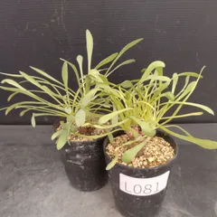 L081【自社養生株】オトンナ　レトロルサ　2株セット（実生・発根株・鉢植え）【塊根植物】