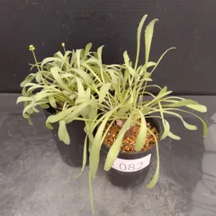 L082【自社養生株】オトンナ　レトロルサ　2株セット（実生・発根株・鉢植え）【塊根植物】