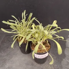 L083【自社養生株】オトンナ　レトロルサ　2株セット（実生・発根株・鉢植え）【塊根植物】