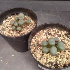 L084【自社養生株】コノフィツム　オブコルデルム　2株セット（実生・発根株・鉢植え）【多肉植物】