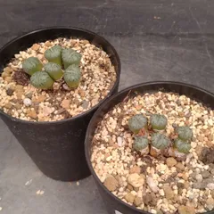 L085【自社養生株】コノフィツム　オブコルデルム　2株セット（実生・発根株・鉢植え）【多肉植物】