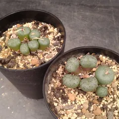 L087【自社養生株】コノフィツム　オブコルデルム　2株セット（実生・発根株・鉢植え）【多肉植物】