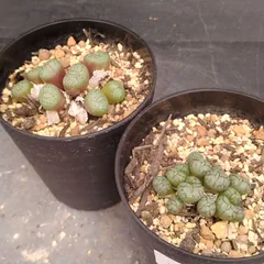 L088【自社養生株】コノフィツム　オブコルデルム　2株セット（実生・発根株・鉢植え）【多肉植物】